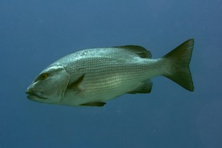 Lutjanus Bohar